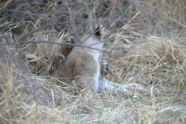 Kenya savanındaki çimlerde vahşi bir aslan yavrusu.