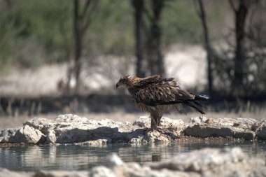 a beautiful view of the bird