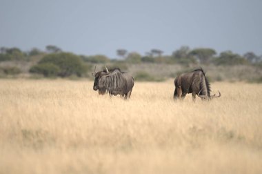 Savannah'da İki Zebra