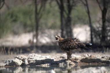 Ormandaki güzel kuş