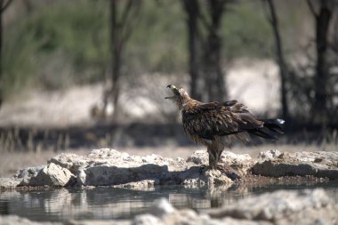 Güzel kuşlar, doğa ve vahşi yaşam