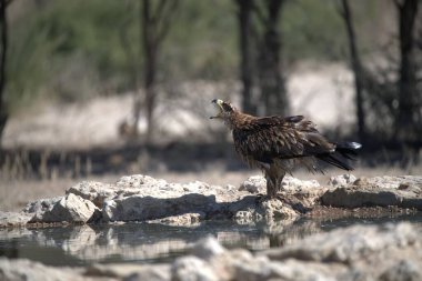 Sudaki ördeğin güzel bir görüntüsü.