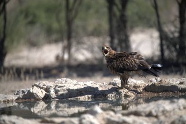 kırmızı akbaba (bups rucus )