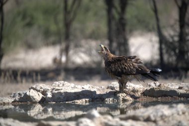 Akbaba (gycetus baterbatus), yırtıcı bir kuş türüdür. Akbaba türüdür.