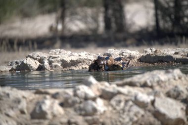 Ormanda beyaz bir köpek olan güzel bir nehir manzarası.