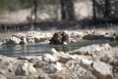 havuzda su sıçraması