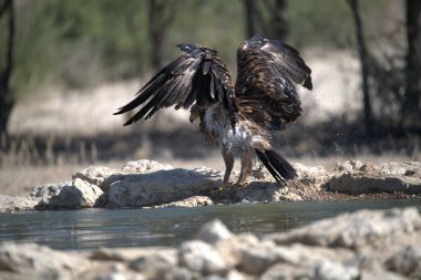 Siyah kuyruklu kartal doğal yaşam alanında.