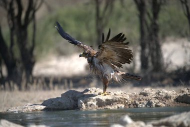Yırtıcı kuş uçuyor