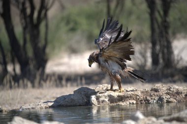 Ormandaki güzel kuş