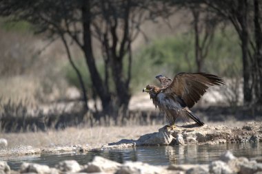 Kartal vahşi doğada