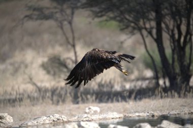 Altın kartal (haliaeetus albicus )