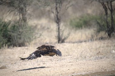 Vahşi doğadaki kartal, hayvan. Doğa, hayvan ve doğa