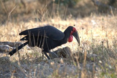 Hayvanat bahçesindeki kırmızı leylek