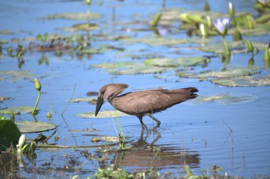Bir kuş suda oturuyor.