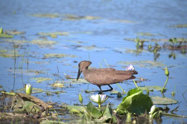 Sudaki gölde bir kuş oturuyor.