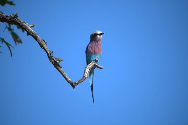 Doğadaki güzel kuş