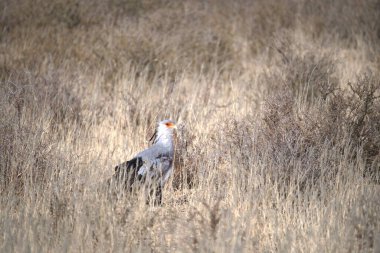 white heron in the wild