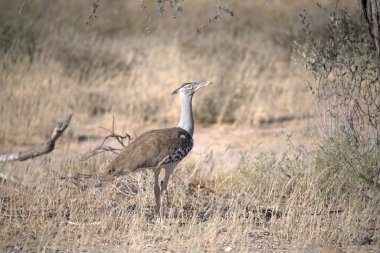 Bir kuşun dikey görüntüsü