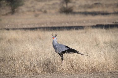 Çimenlikteki bir kuşun yakın çekimi