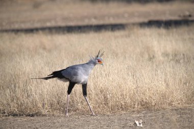 Afrika - Gemsbok - x - picx - oryx, kruger - Güney Afrika
