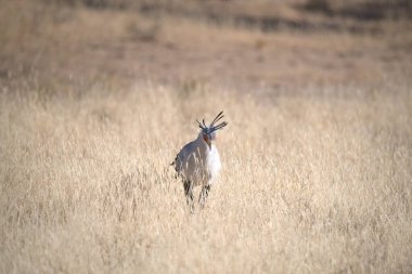Vahşi doğada beyaz geyik