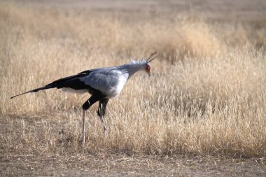 Bir kuşun tarladaki yakın çekimi.