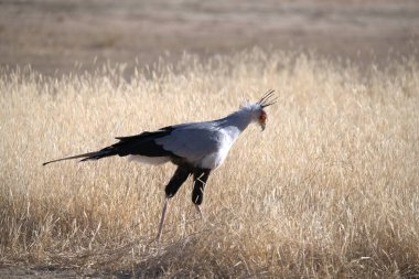 Otların arasındaki güzel bir kuş görüntüsü.