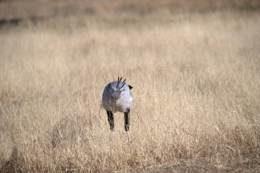 Gün boyunca çimlerin üzerinde beyaz bir tavşanın güzel bir görüntüsü.