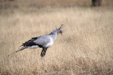 Gri - taç takmış turna - grus grus, çimlerde, vahşi yaşam, habitat