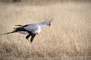 Beyaz gagalı vinç (antiothigrus gruis) Güney Afrika 'daki Kruger Ulusal Parkı' nda; Specie Vialus Vivi