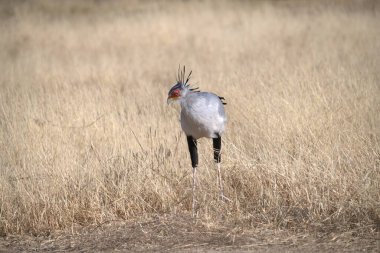 Gri taçlı vinç - Balearic lorum pavorlorsa, doğal ortamında, parkta, balarlava, İspanya,