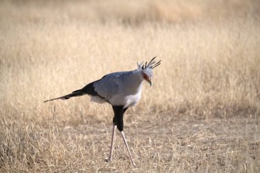Gündüz vakti çimlerin üzerinde beyaz bir vincin yakın çekimi.