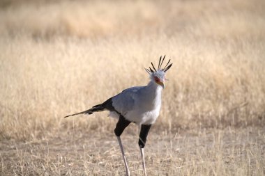 Sahadaki güzel bir kuşun dikey görüntüsü.