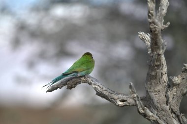 Ağaç dalındaki kuşun yakın çekimi.