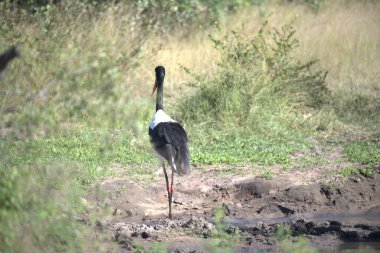 african stork ( ciconia ciconia ) in the wild in the natural park