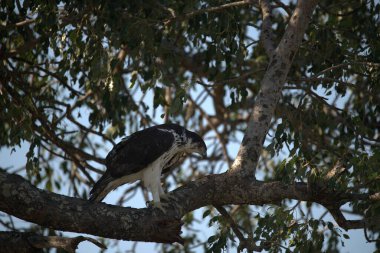 a vertical shot of a white eagle perched on a tree in the forest