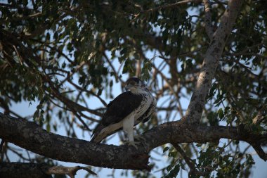 black - tailed eagle with white wings in a tree in the wild