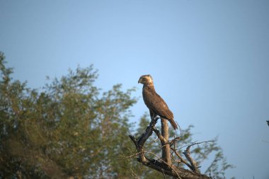 Kartal kuşu, doğa faunası