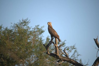 Doğadaki güzel kuşun manzarası
