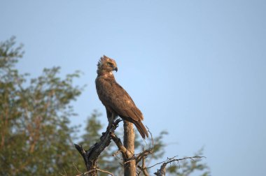 Güzel bir kuş manzarası