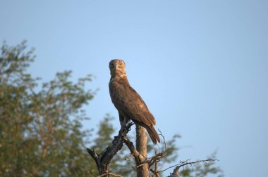 Doğadaki güzel kuşun manzarası