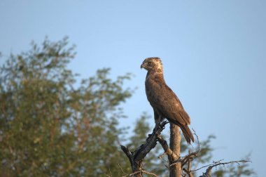 african eagle in nature habitat
