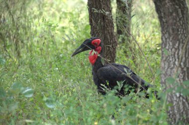 red hornbill with a black beak