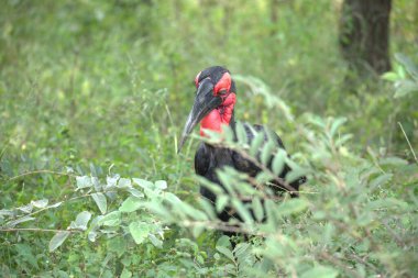 red - headed crane ( grus grus ) in the wild nature