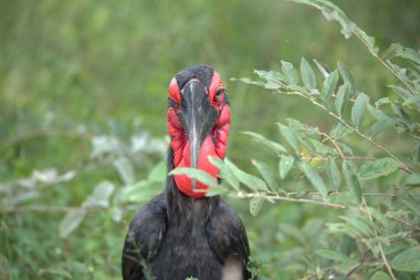 a closeup shot of a red hornbill in the forest