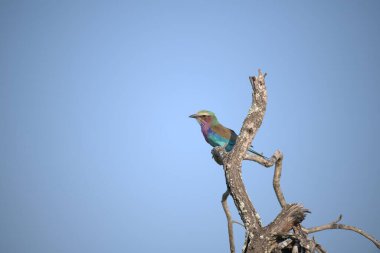 Mavi kuyruklu Kingfisher (alatdo atops atdis), Güney Afrika 'daki Kruger Ulusal Parkı' ndaki bir ağaç dalında oturuyor.