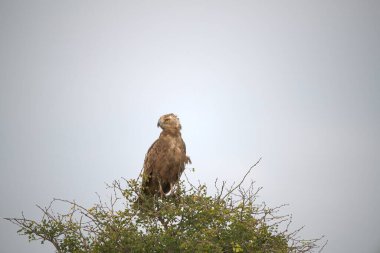 a closeup of a white eagle in the forest under the sunlight