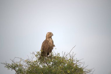 the eagle in natural environment