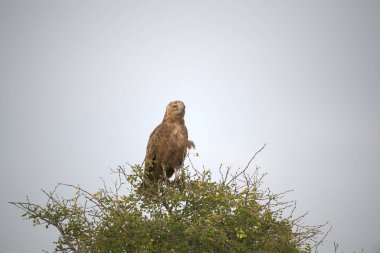 Ağaçta çimenlerde oturan kartal