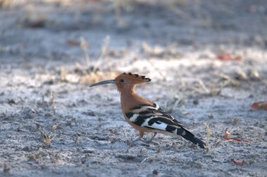 Hupoe doğal yaşam alanında.